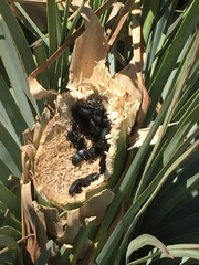 Scyphophorus yuccae