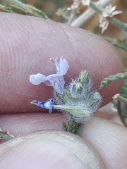 Lamiaceae