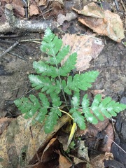 Gymnocarpium dryopteris