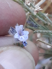 Lamiaceae