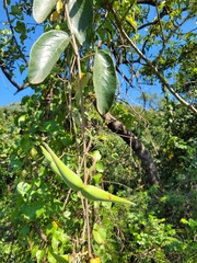 Tacazzea apiculata