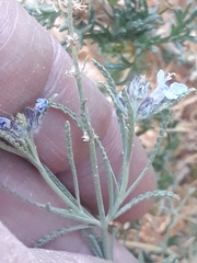 Lamiaceae