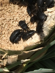 Scyphophorus yuccae