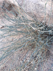 Deverra