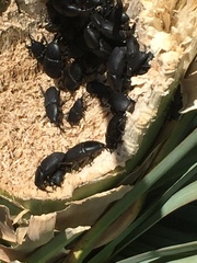 Scyphophorus yuccae