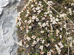 Pimelea notia