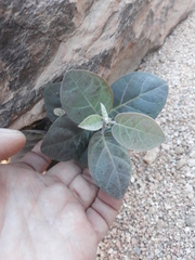 Capparis