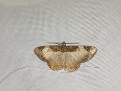 Cassephyra lamprosticta