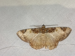 Cassephyra lamprosticta