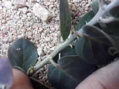 Capparis