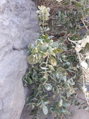 Capparis