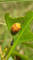 Paropsisterna fastidiosa