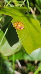 Paropsisterna fastidiosa