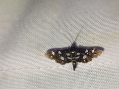 Bocchoris inspersalis