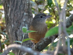 Colluricincla rufogaster rufogaster