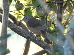 Colluricincla rufogaster rufogaster