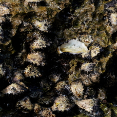 Saccostrea