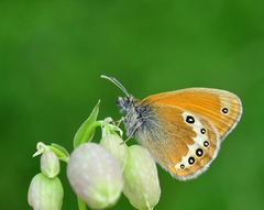 Coenonympha gardetta darwiniana