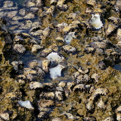 Saccostrea