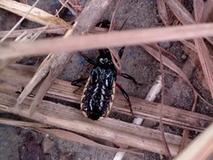 Ectrychotes andreae