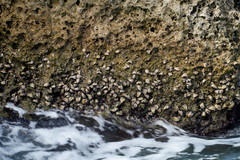 Saccostrea