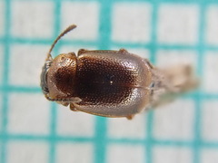 Anthobium atrocephalum
