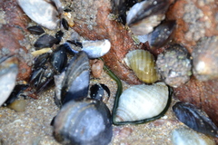 Eulalia clavigera