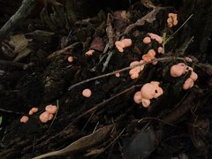 Lycogala epidendrum