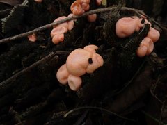 Lycogala epidendrum