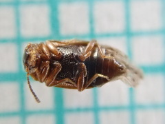 Anthobium atrocephalum