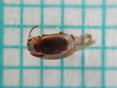 Anthobium atrocephalum