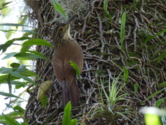 Dendrocolaptes platyrostris