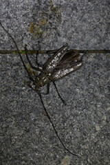 Batocera