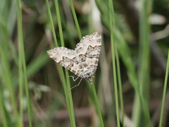 Chrysolarentia rhynchota
