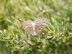 Chrysolarentia nephodes