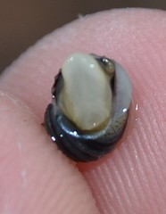 Littorina saxatilis