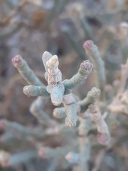 Salicornioideae