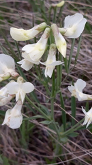 Lathyrus pannonicus