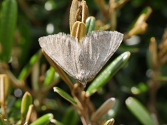 Chrysolarentia poliophasma