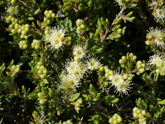 Kunzea muelleri