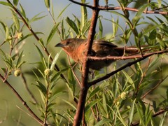 Phacellodomus ferrugineigula