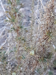 Artemisia