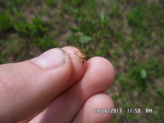 Aedes flavescens