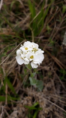 Noccaea cochleariformis