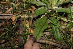 Plantago debilis