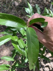 Ehretia saligna membranifolia
