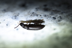 Luprops orientalis