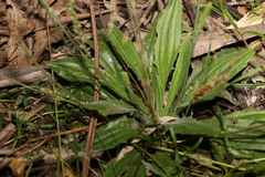 Plantago debilis