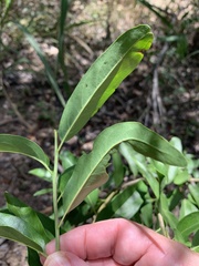 Ehretia saligna membranifolia