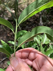 Ehretia saligna membranifolia